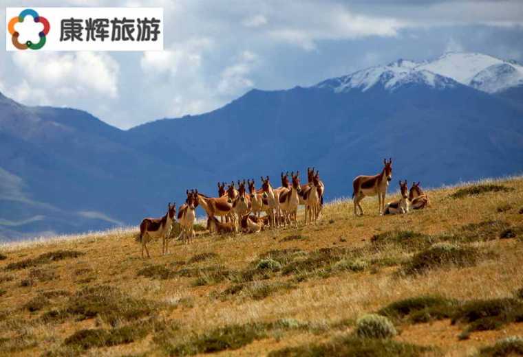 魯朗林海、國際旅游小鎮