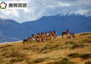 魯朗林海、國(guó)際旅游小鎮(zhèn)